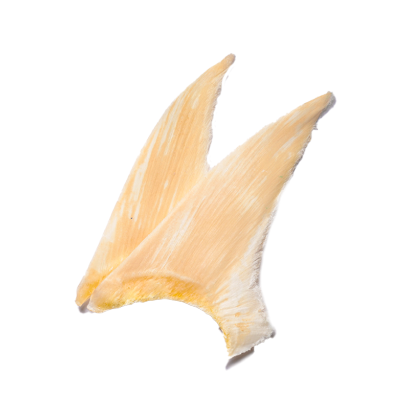 青片翅(1等）